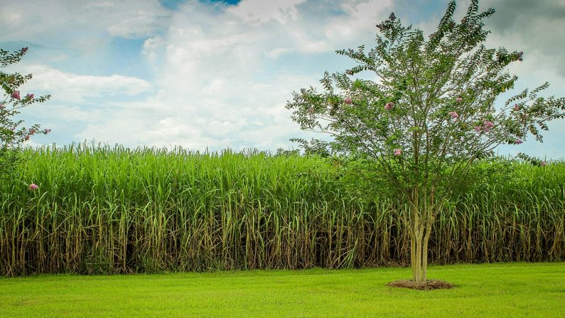 Cómo aprovechar las tierras salinas para producir biomasa sostenible (Foto Pixabay)