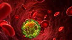 Nuevas pistas sobre cómo activar la respuesta inmune frente al VIH