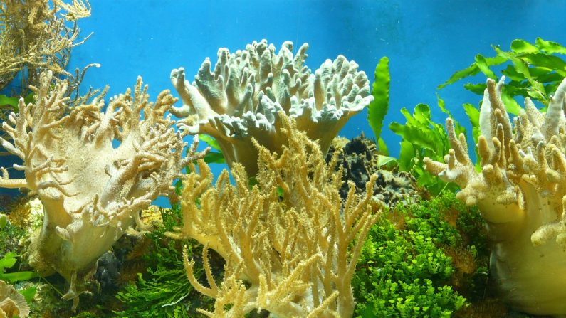 Blanqueo de corales en la Gran Barrera de Australia empeora(Foto Pixabay)