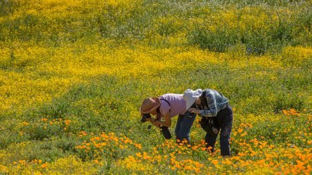 Súper floración silvestre en California