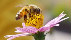 Recientes investigaciones revelan que las abejas de miel tienen mejor visión de lo que se pensaba