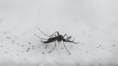 Brasil anuncia fin de emergencia sanitaria por zika