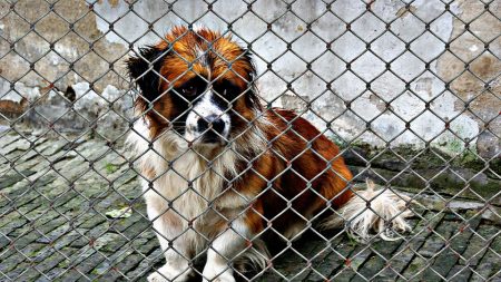 Se infiltró en un matadero y salvó 1000 perros de ser comidos en el festival de carne de Yulin