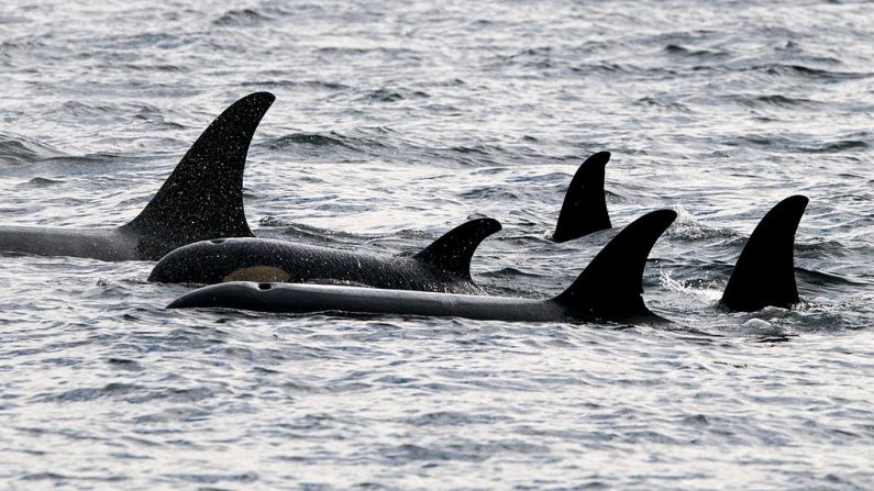 Las orcas son los únicos predadores marinos conocidos del tiburón blanco y son las responsables de este ataque sin precedentes (Wikimedia Commons).