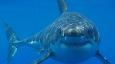 Un youtuber hizo el experimento de lanzar su sangre al mar con tiburones para ver si se acercaban