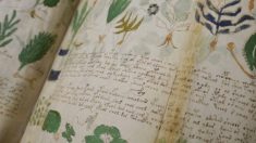 Descifran la enigmática lengua del manuscrito Voynich el “texto más misterioso del mundo”