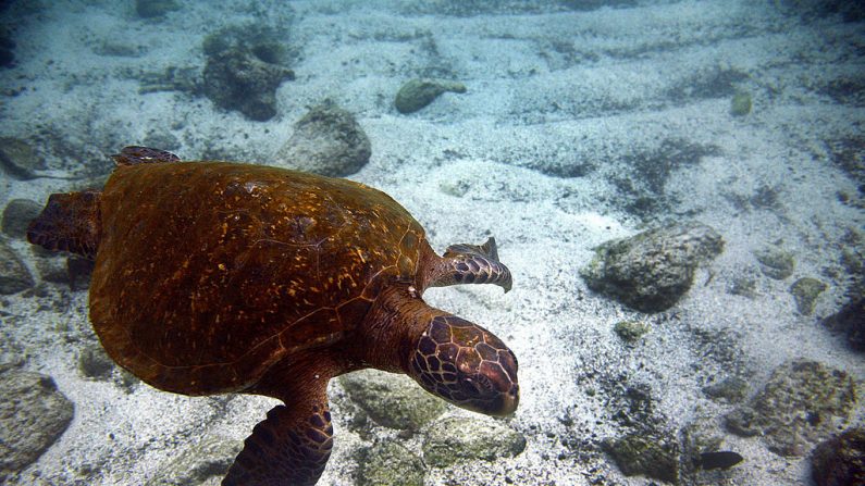 Una tortuga de mar verde (Chelonia mydas) en la isla de San Cristóbal, Archipiélago de Galápagos, el 1 de septiembre de 2009. AFP PHOTO / Pablo Cozzaglio (Foto crédito debería leer.) (PABLO COZZAGLIO / AFP / Getty Images)
