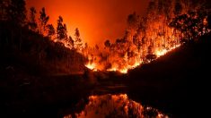 Decenas de víctimas fatales en incendio forestal en Portugal