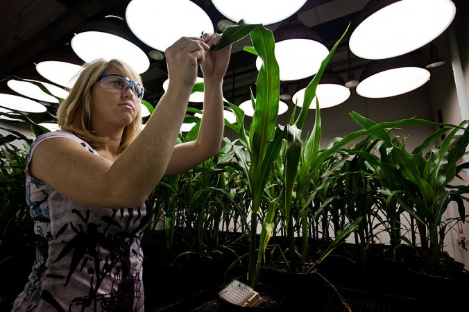 Un investigador toma muestras de tejidos de plantas de maíz MG en la sede de Monsanto en St. Louis en esta foto de archivo. (Brent Stirton/Imágenes Getty)