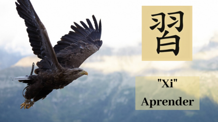 Aprendiendo chino: Xi 習, el caracter para «Aprender», como un halcón practicando el vuelo