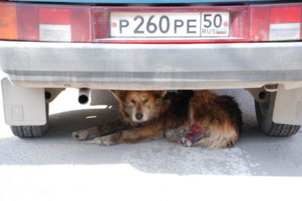 perro de la calle bajo un auto