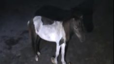 Indignación por maltrato de caballos y perros en veterinaria de Florida