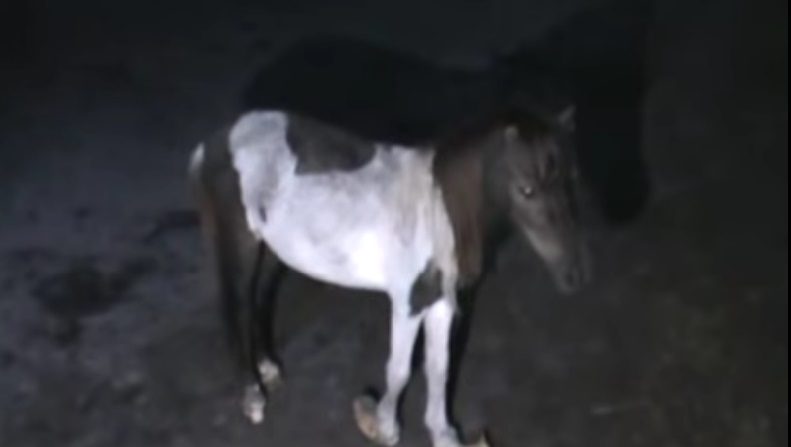 ¿Qué ves anormal en esta imagen? Maltrato de caballos y perros en veterinaria de Florida lleva a decomiso y arresto. (Imagen: Captura de pantalla de Youtube/Polk Sheriff)