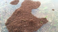 Miles de hormigas rojas se encuentran flotando en las inundaciones de Houston