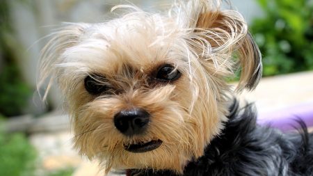 Perrita es apuñalada más de una docena de veces pero demostró estar hecha de mucho valor