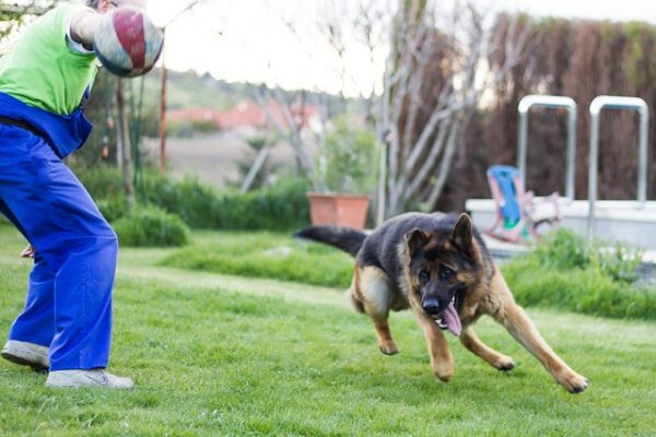 pastor alemán jugando con pelota