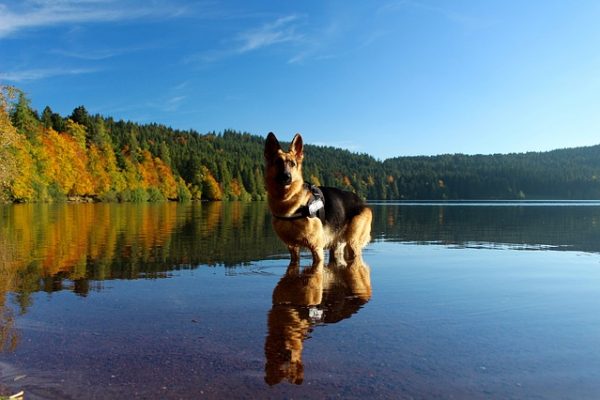 Perro pastor alemán en un lago