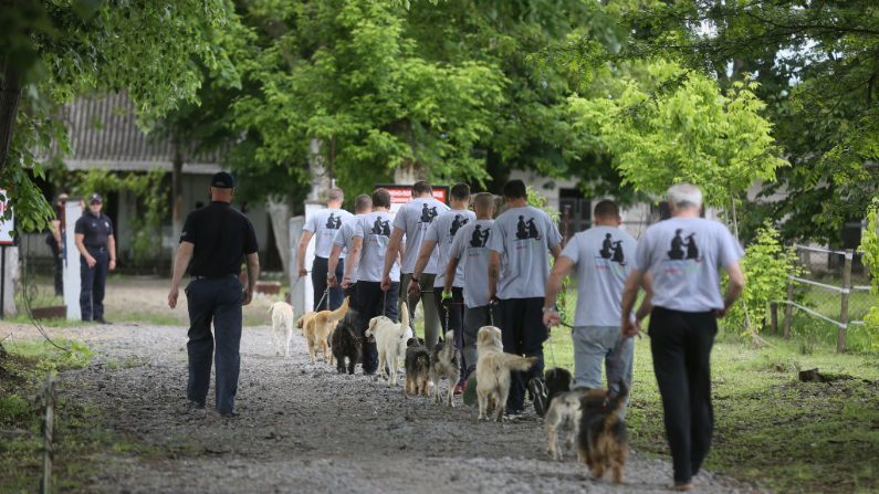 Una foto tomada el 21 de mayo de 2019 en la ciudad de Sremska Mitrovica muestra a un grupo de prisioneros paseando perros durante el entrenamiento en una prisión. (OLIVER BUNIC/AFP/Getty Images)