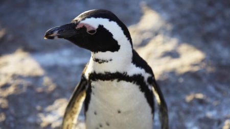 Fósil de pingüino enano revela que convivió con especies gigantes hace 34 millones de años