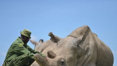 Conoce el mejor lugar del mundo para avistar rinocerontes, antes de que se extingan
