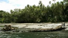 Descubren legendaria rata gigante en las Islas Salomón