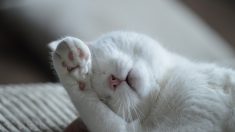 Gatito con 28 dedos consigue un hogar para siempre a pesar de ser muy torpe con sus patitas