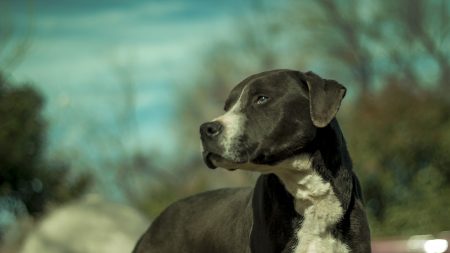 Perrita pitbull abusada por años recupera su confianza vistiendo un gracioso pijama