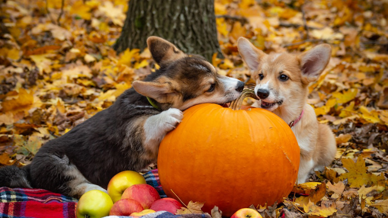 Es muy bueno incorporar calabaza en la dieta de las mascotas. Imgagen ilustrataiva. (Elena Rogulina/Pixabay)