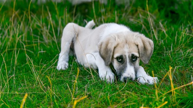 Sin pollito ni parque: perrito hizo algo que no debía y su carita de ‘yo no fui’ se hizo viral