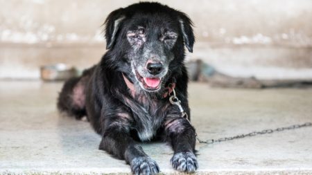 Perrito alérgico a los humanos puede recibir amor gracias a un tratamiento que eliminó su sufrimiento