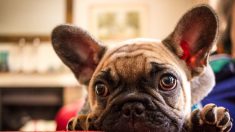 Los perros intentan decirnos algo con sus expresiones faciales, afirma estudio