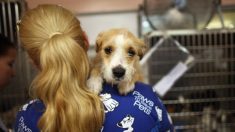 California prohíbe la venta de animales de raza en veterinarias