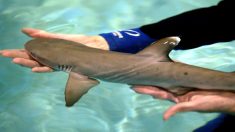 Una señora australiana devuelve al océano a un tiburón con realmente mucho coraje