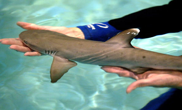 La bióloga marina Pam Schaller sostiene un tiburón blanco de cuatro días de edad. (Justin Sullivan/Getty Images)