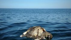 Cientos de tortugas aparecieron muertas en la costa de El Salvador