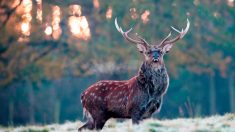Extraño ataque: cazador es corneado por un ciervo acorralado en Francia