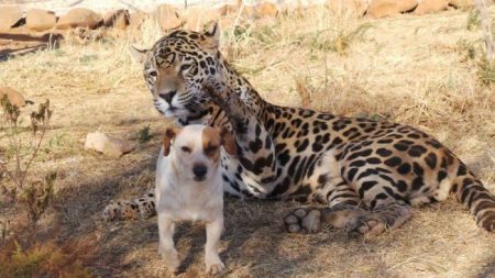 Jaguar se abalanzó sobre un perrito y los visitantes se asustaron. Luego supieron qué estaba pasando