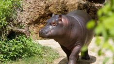 Video: Hipopótamo burla los sistemas de seguridad y escapa de un zoológico a «dar un paseo»