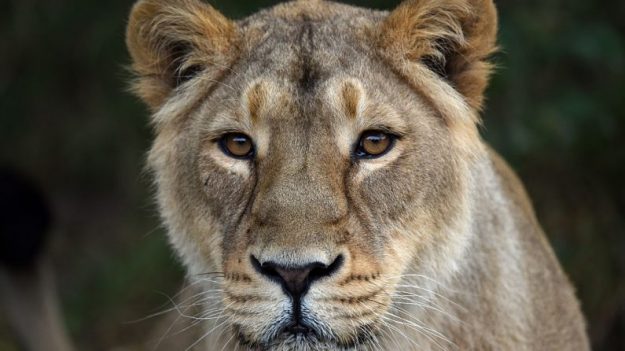 Leona ataca y desgarra el rostro de una niña durante una función de circo