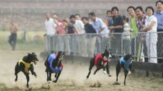 Galgos británicos explotados y desechados son exportados a China para ser convertidos en carne