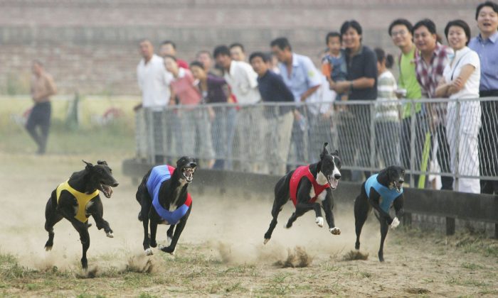 Galgos recorren la pista durante una carrera en la localidad de Songzhuang del distrito de Tongzhou el 16 de septiembre de 2006 en Beijing, China.(China Photos/Getty Images)