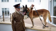 Dos heroicos perros militares serán sacrificados porque no pueden ser reubicados