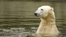 La polémica en torno al video viral del oso polar: ¿Fue por el cambio climático?