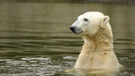 La polémica en torno al video viral del oso polar: ¿Fue por el cambio climático?