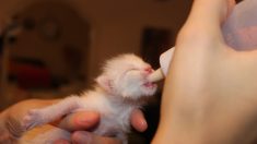Rescata a una diminuta gatita callejera y da todo por salvarla porque “cada vida es importante”