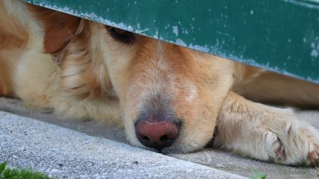 Regresan a su casa incendiada después de 2 meses y su perro frenético cava hasta darles una sorpresa