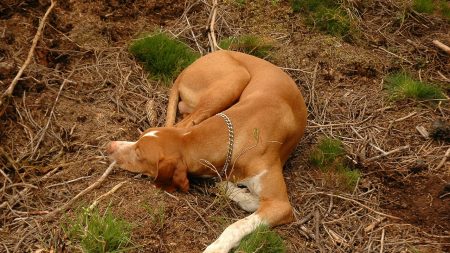 Su despechado ex tiró a su perro en la carretera pero un extraño viajó 1600 km para devolvérselo