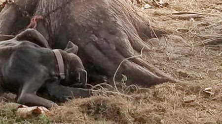 Perra encadenada y abandonada para morir; luego de rescatarla, descubren lo que escondía