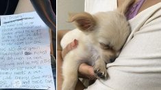 Encuentran a Chihuahua en un bolso en el aeropuerto junto a una nota que te romperá el corazón