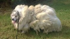 Dan cambio de imagen a perro abandonado: luego de afeitarse 16 kilos de pelo, luce irreconocible